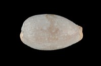 藏品(雞皮寶螺)的圖片